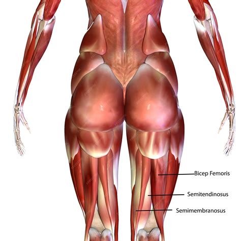 Premium Photo | 3d illustration Anatomy Muscles Human body