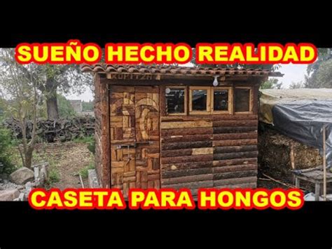 Caba A Para Cultivar Hongos Proceso Completo Hasta La Producci N