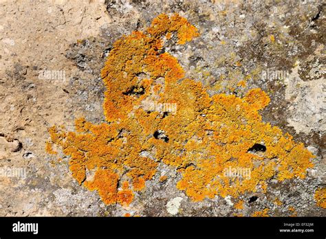 Lichens And Moss On Rock Hi Res Stock Photography And Images Alamy