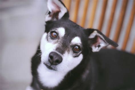 Heeft Mijn Hond Een Tumor In Zijn Buik Just Russel