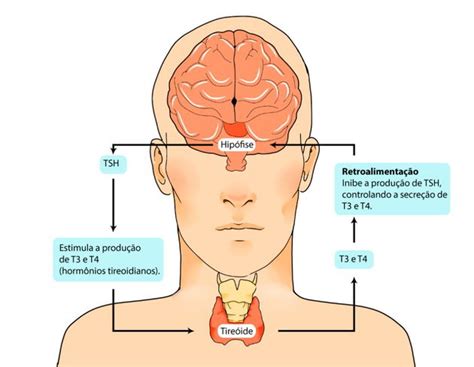Hipotireoidismo O Que Causas E Tratamento Toda Mat Ria
