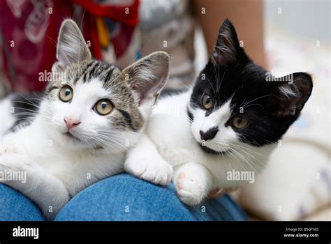 Gato En El Regazo De Una Mujer Fotografías E Imágenes De Alta