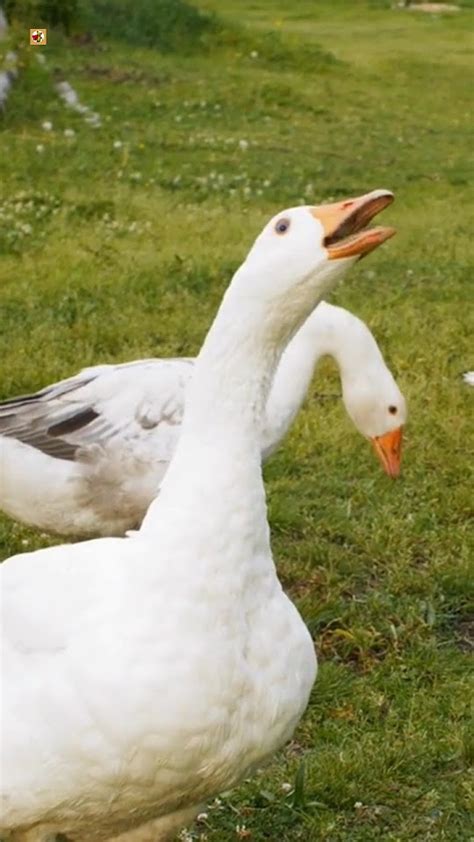 Goose Hissing Sounds Angry Hissing Geese 🧡 Youtube