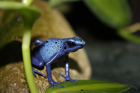 Dendrobates Azureus Foto And Bild Tiere Haustiere Terraristik Bilder