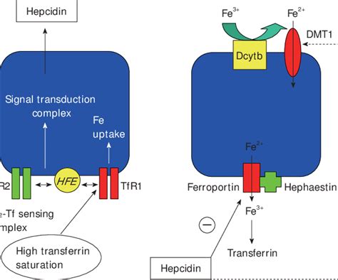 Current Concepts Regarding Hepatic Regulation Of Iron Metabolism Left