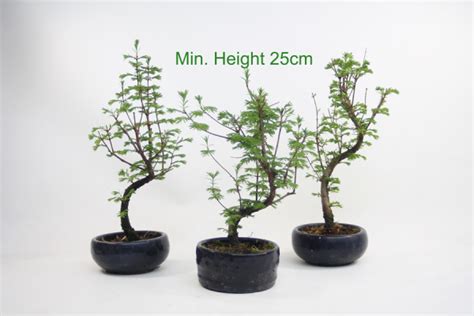 Dawn Redwood Bonsai Tree Part Trained ALL THINGS BONSAI