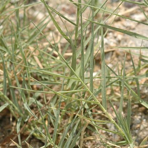 Inland Saltgrass Disticlis Spicata Great Basin Seeds