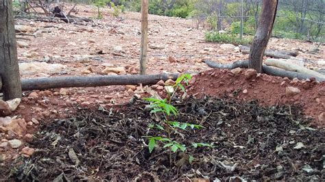 CHEGOU A VEZ DE PLANTAR NOSSA MUDA DE IMBÚ UMBÚ UM MINI CERCADINHO