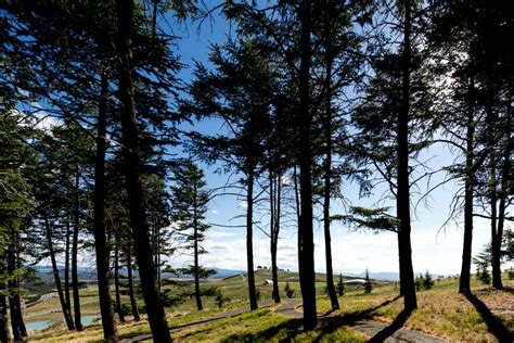 National Arboretum Canberra by Tonkin Zulaikha Greer Architects - Architizer