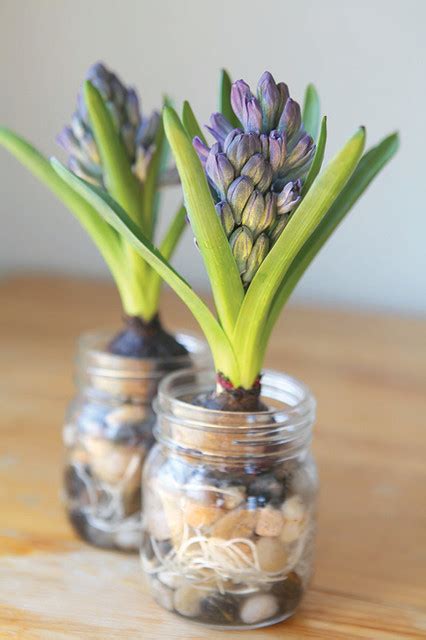 Instructions For Growing Hyacinth Bulbs In Water – Chromanature.com