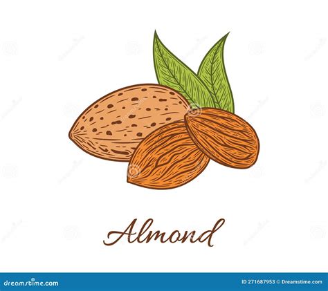 Vector Almond Hand Drawn Illustration Stock Vector Illustration Of