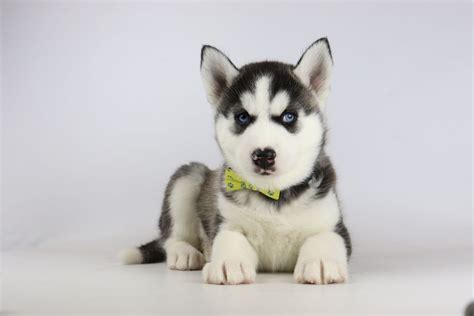 Chiots Husky Sib Rien Vendre Leveur De Husky Woefkesranch