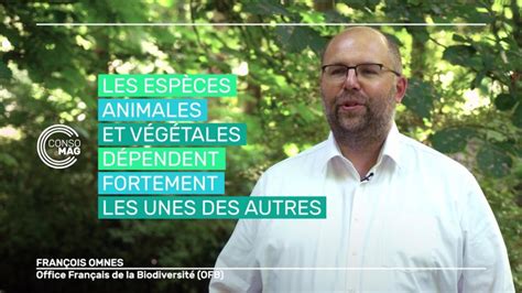 Pourquoi Et Comment Inviter La Faune Dans Mon Jardin En Replay Consomag