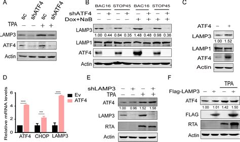 Upregulation Of Atf Lamp Axis By Orf Facilitates Lytic Replication