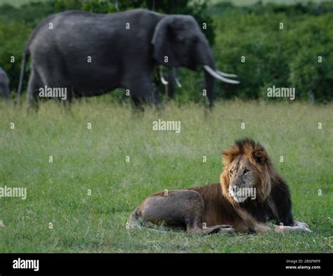 Lion and elephant in frame, Maasai Mara, Kenya Stock Photo - Alamy