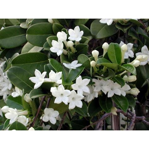 Indoor Jasmine Plants