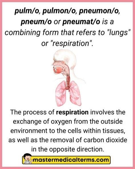 Pulm O Pulmon O Pneumon O Pneum O Pneumat O Master Medical Terms