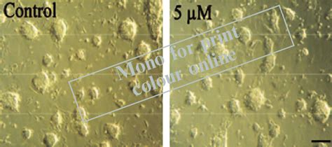 Upper Panel A B Characterisation Of Ab42 Aggregates By TEM The