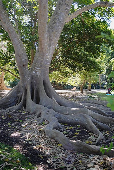 Ficus Tree Root System Diagram Ficus Tree Root System Diagra