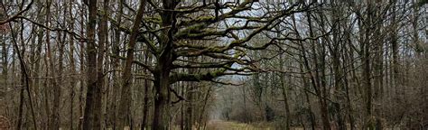 Boucle Ouest Forêt de Senart 36 Photos Essonne France Randonnée