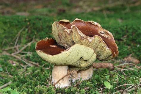 7 Common Mushrooms In Oregon Star Mushroom Farms