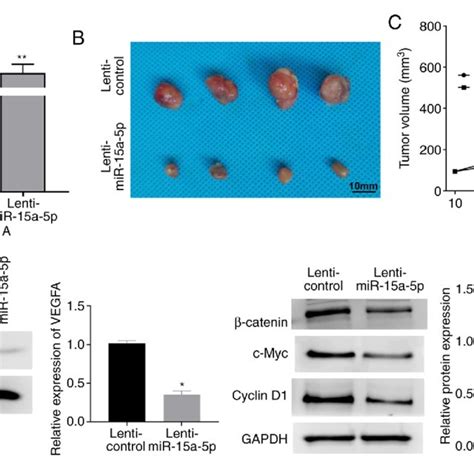 Mir A P Suppresses Ec Tumorigenesis In Vivo A The Transfection