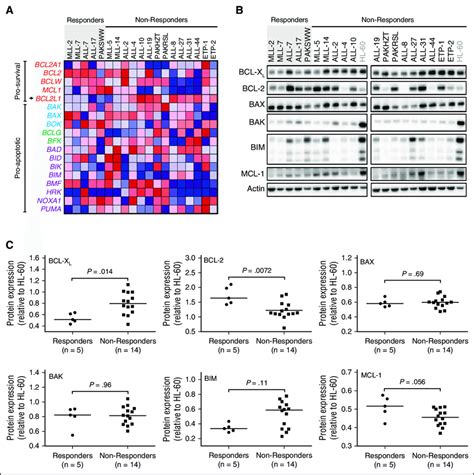 Evaluation Of BCL X L And BCL 2 As Potential Determinants Of In Vivo