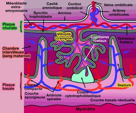 Gestation chez les mammifères annexes foetales placenta définitif