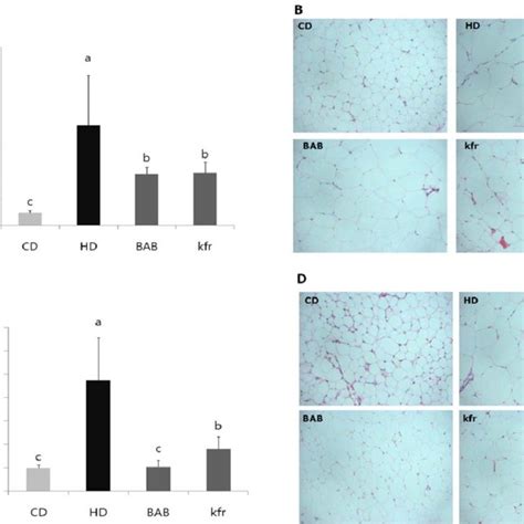 FIG URE 1 Effects Of Black Adzuki Bean Extract On Adipocyte Size In