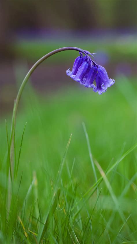 Bluebells Wallpapers - Top Free Bluebells Backgrounds - WallpaperAccess