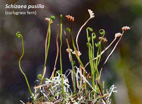 Gallery Schizaea Pusilla Curlygrass Fern Flora Of Newfoundland And Labrador