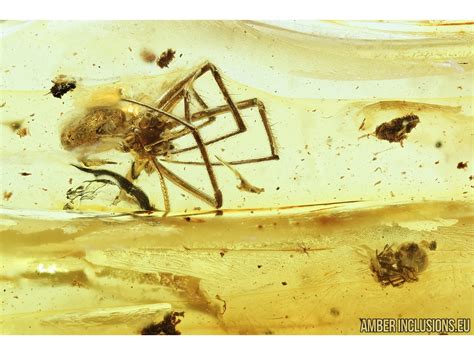 Two Spiders Araneae Fossil Inclusions Baltic Amber