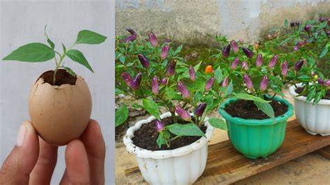 Great Method Propagating Chili Pepper Using Eggshells Is Easy And Very