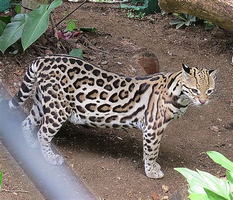 Leopardus Pardalis Ocelot With A Range From Southern Tex Flickr