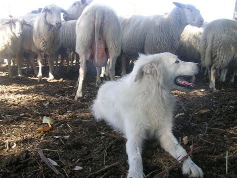 Famosa Raza De Perros Que Protege A Ovejas De Depredadores Ser A Tra Da