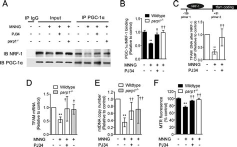 Parp1 Inhibits Pgc 1α Mediated Transcription Of Mitochondrial Genes