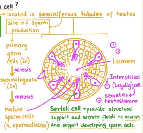 Speroff E Ch Sperm And Egg Transport Fertilization Implantation