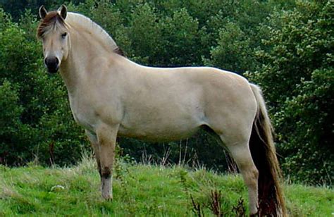 Dun Horse Coat Color Dilution Gene The Equinest