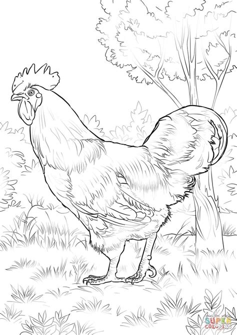 Rooster Coloring Pages For Adults At Free Printable Colorings Pages To Print