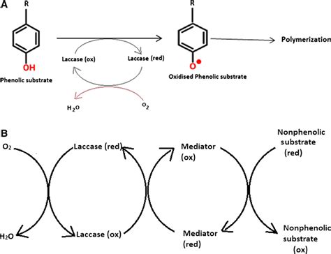 Schematic Representation Of Oxidation Of The Substrate To Free Radical