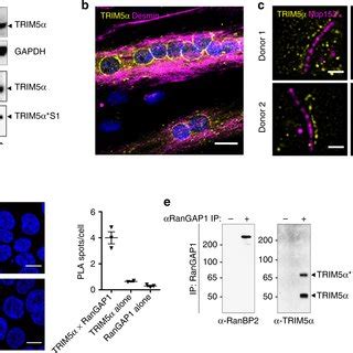 Ranbp Promotes Trim Sumoylation Within A Trim Rangap Ranbp Ubc