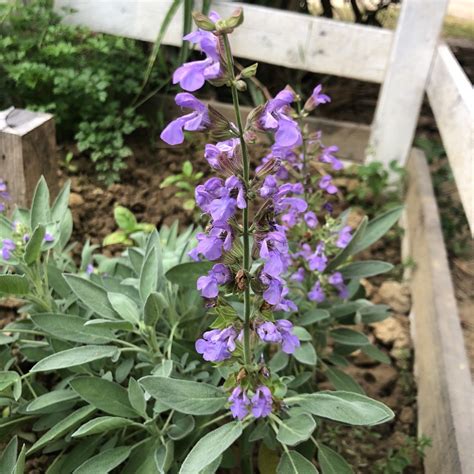 セージパウダー 100g Salvia Officinalis ヤクヨウサルビア Common Sage 粉末 Sage ドライ ハーブ