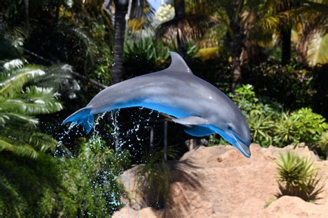 International scientists study at Loro Parque how animals perceive space-time • Loro Parque