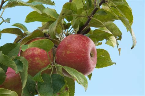 What Are Zestar Apples - How To Grow A Zestar Apple Tree At Home