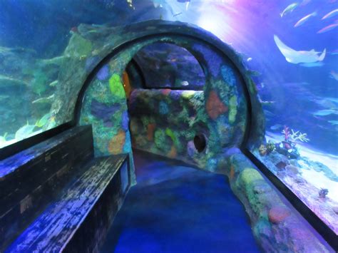 Shark Tunnel - Main Tank - ZooChat