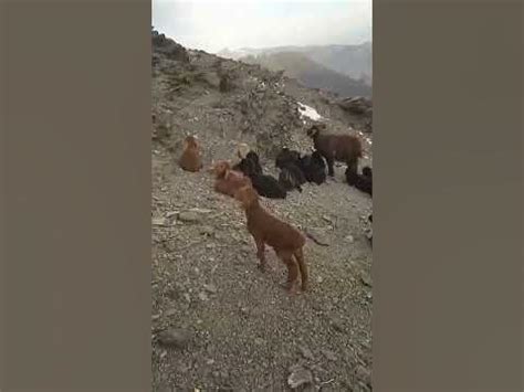 барача - YouTube