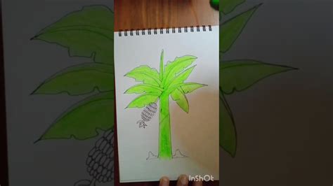 How To Draw Banana Tree Step By Step Bananashortsyoutubeshortseasydrawing Youtube