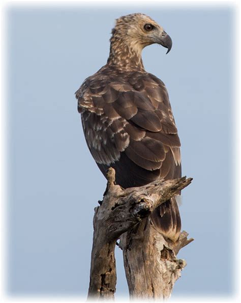 Bird Watching Birding On Sri Lanka Saarc Region Grey Headed Fish Eagle