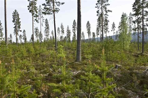 Naturlig Foryngelse Skogbruk Store Norske Leksikon