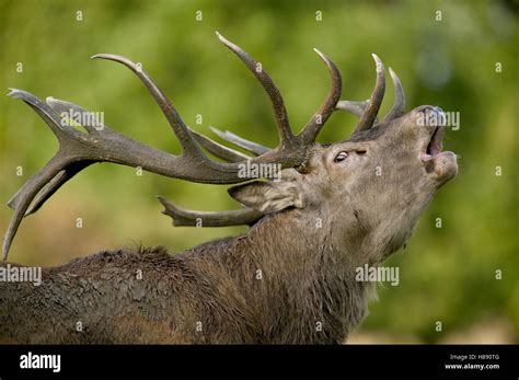 Red Deer Cervus Elaphus Stag Bugling During Autumn Rutting Season